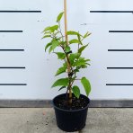 Aktinídia význačná - kiwi (Actinidia kolomikta) ‘DR. SZYMANOWSKI’ - výška 30-40 cm, kont. C2L